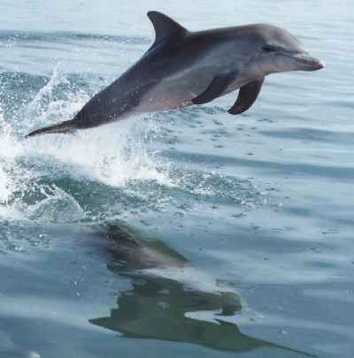 dolphins.jpg (13532 bytes)